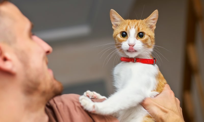 Cat at Mamaroneck Animal Hospital